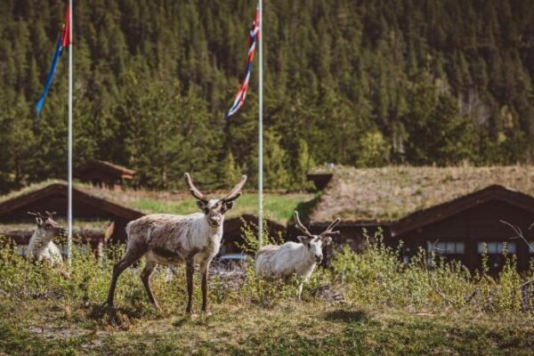 Saltdal Turistsenter