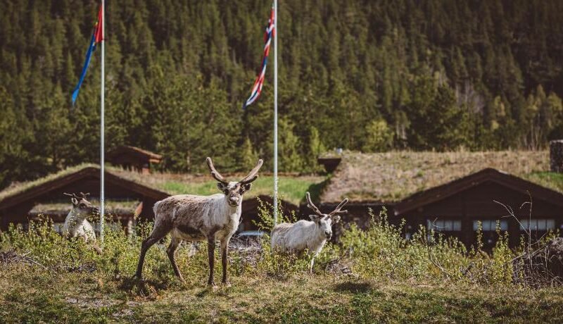 Saltdal Turistsenter