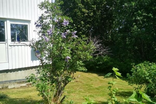 Utleiebolig Fannrem