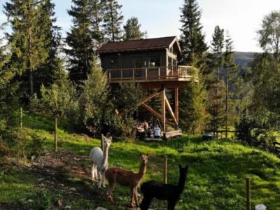 Fjellgla tretopphytte