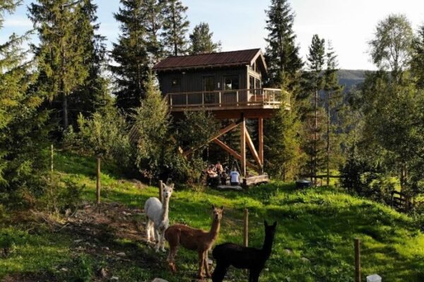 Fjellgla tretopphytte