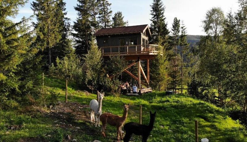 Fjellgla tretopphytte