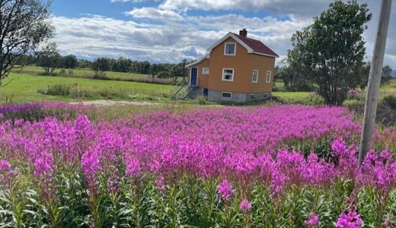 Bogstrand, Dverbergveien 11, 8485 Dverberg