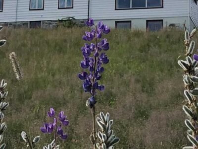 Stall Rygg Apartment, Gloppen