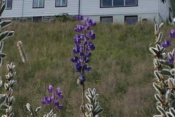 Stall Rygg Apartment, Gloppen