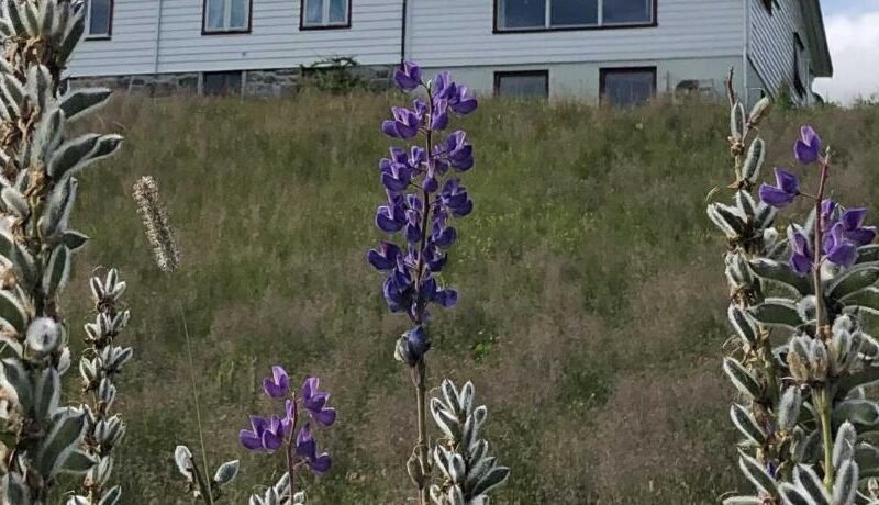Stall Rygg Apartment, Gloppen