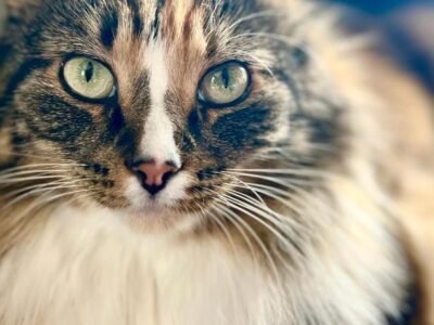 Vintage apartment with fresh sea air and pets