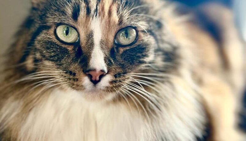 Vintage apartment with fresh sea air and pets